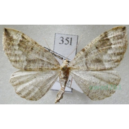 Cleora cinctaria (Denis & Schiffermüller, 1775) female Przylepek wrzosak Czech35l